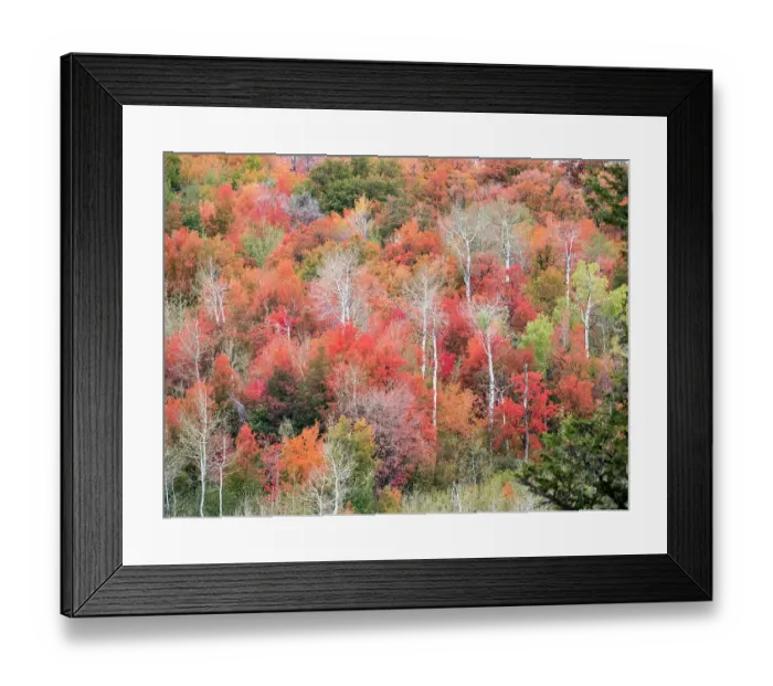 Framed Print : USA, Utah, Logan Canyon. Colorful aspens in autumn Framed Print : USA, Utah, Logan Canyon. Colorful aspens in autumn