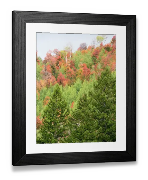 Framed Print : USA, Utah, Logan Canyon. Colorful aspens in autumn Framed Print : USA, Utah, Logan Canyon. Colorful aspens in autumn