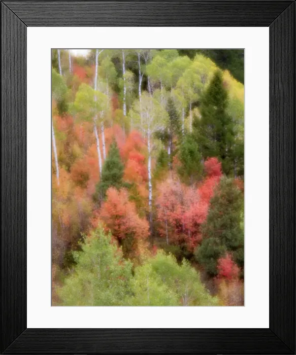 Framed Print : USA, Utah, Logan Canyon. Colorful aspens in autumn