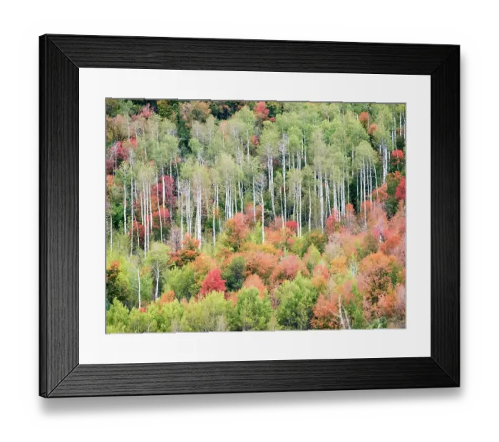 Framed Print : USA, Utah, Logan Canyon. Colorful aspens in autumn