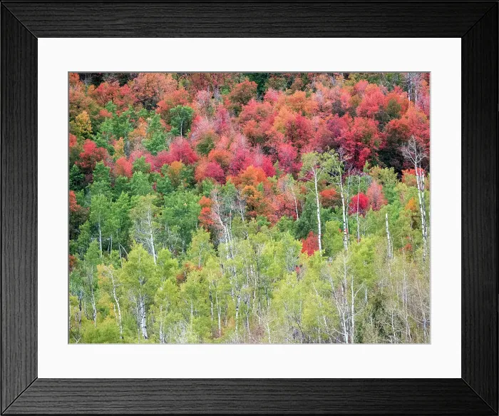 Framed Print : USA, Utah, Logan Canyon. Colorful aspens in autumn