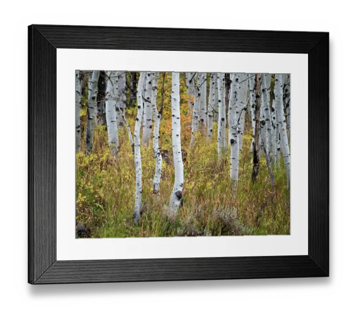 Framed Print : USA, Utah, Logan Canyon. Colorful aspens in autumn Framed Print : USA, Utah, Logan Canyon. Colorful aspens in autumn