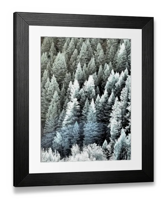 Framed Print : USA, Utah, Logan Pass. Autumn in infrared of fir trees and heavy backlighting Framed Print : USA, Utah, Logan Pass. Autumn in infrared of fir trees and heavy backlighting