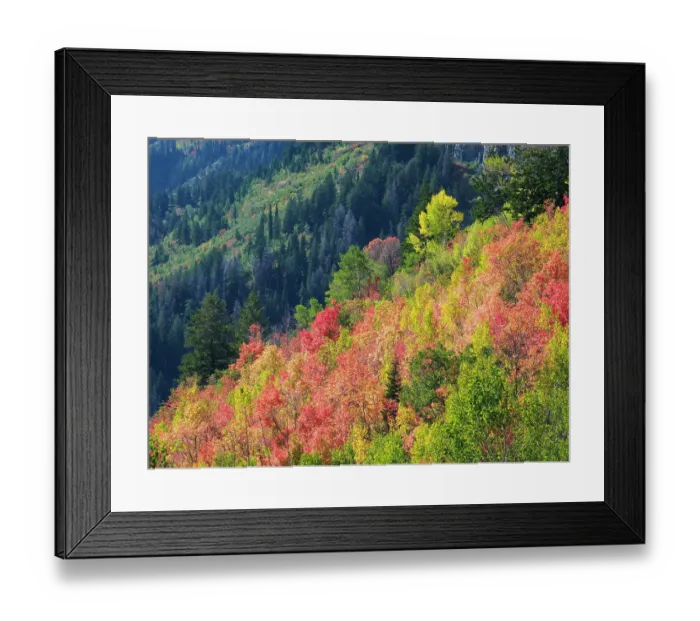 Framed Print : USA, Utah, Logan Pass. Colorful autumn in Provo Pass Framed Print : USA, Utah, Logan Pass. Colorful autumn in Provo Pass