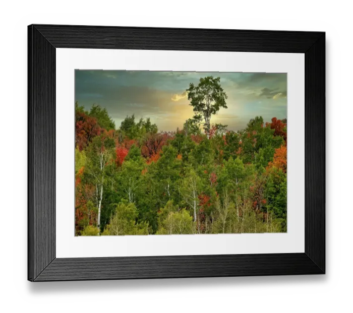 Framed Print : USA, Utah, Logan Canyon. Colorful aspens in autumn