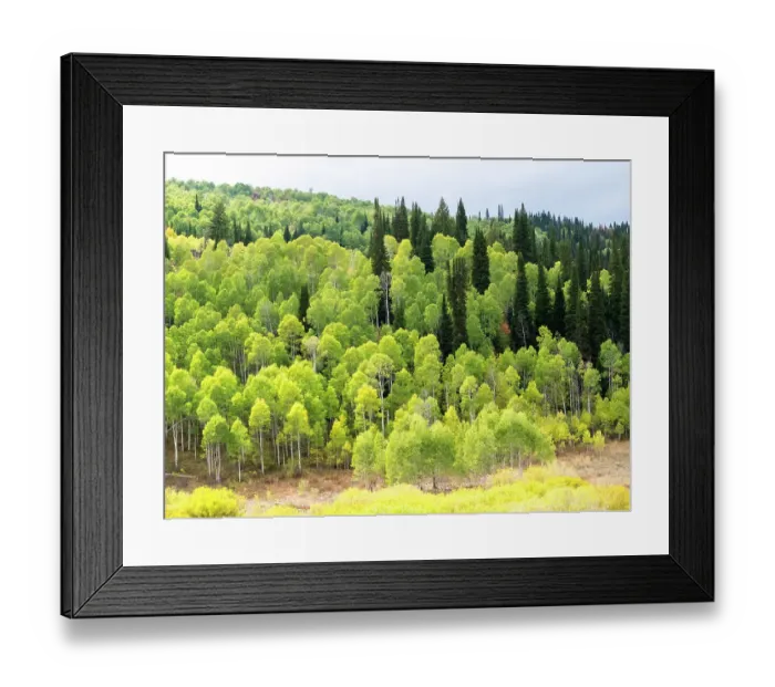 Framed Print : USA, Utah, Logan Canyon. Colorful aspens in autumn