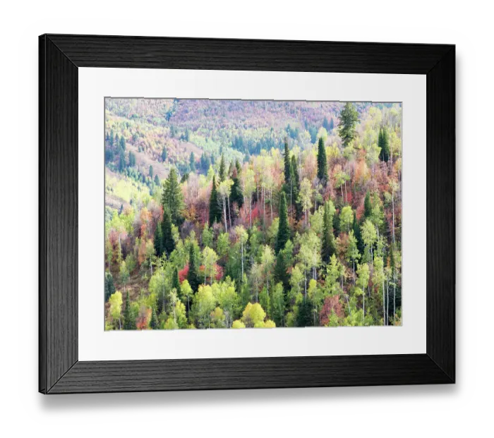 Framed Print : USA, Utah, Logan Canyon. Colorful aspens in autumn