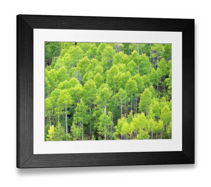 Framed Print : USA, Utah, Logan Canyon. Colorful aspens in autumn Framed Print : USA, Utah, Logan Canyon. Colorful aspens in autumn