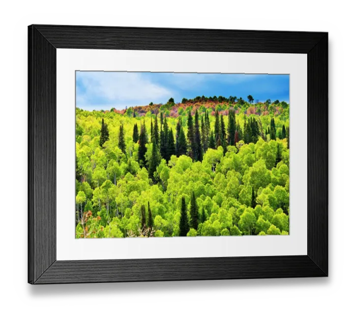Framed Print : USA, Utah, Logan Canyon. Colorful aspens in autumn