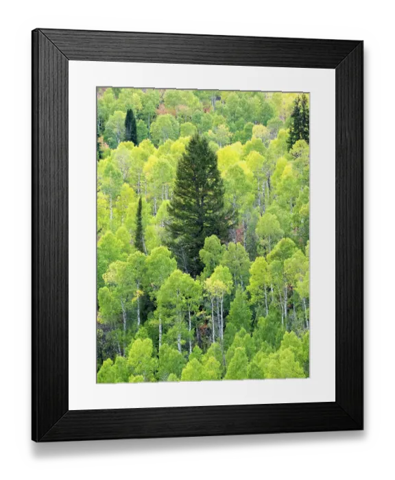 Framed Print : USA, Utah, Logan Canyon. Colorful aspens in autumn Framed Print : USA, Utah, Logan Canyon. Colorful aspens in autumn