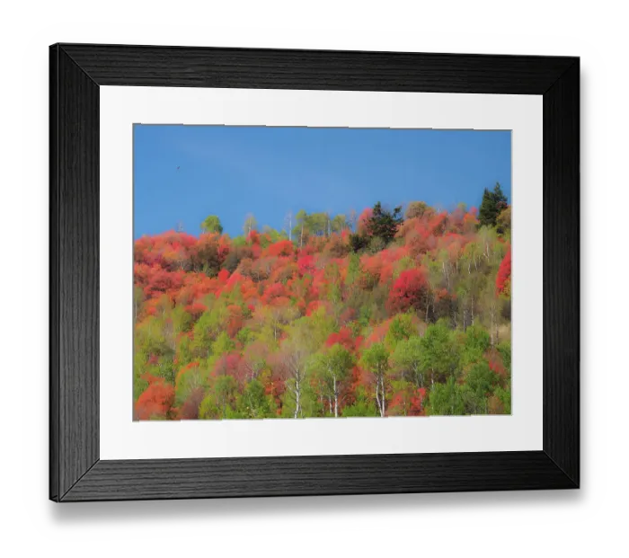 Framed Print : USA, Utah, Logan Pass. Colorful autumn in Provo Pass