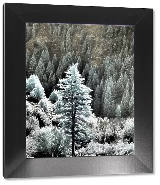 USA, Utah, Logan Pass. Autumn in infrared of fir trees and heavy backlighting