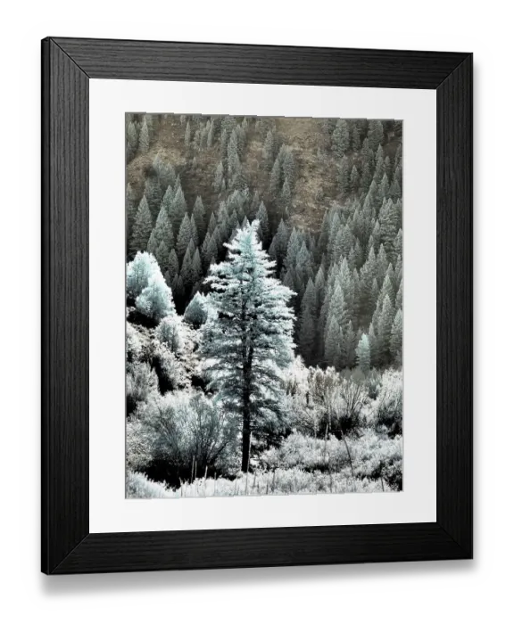 Framed Print : USA, Utah, Logan Pass. Autumn in infrared of fir trees and heavy backlighting