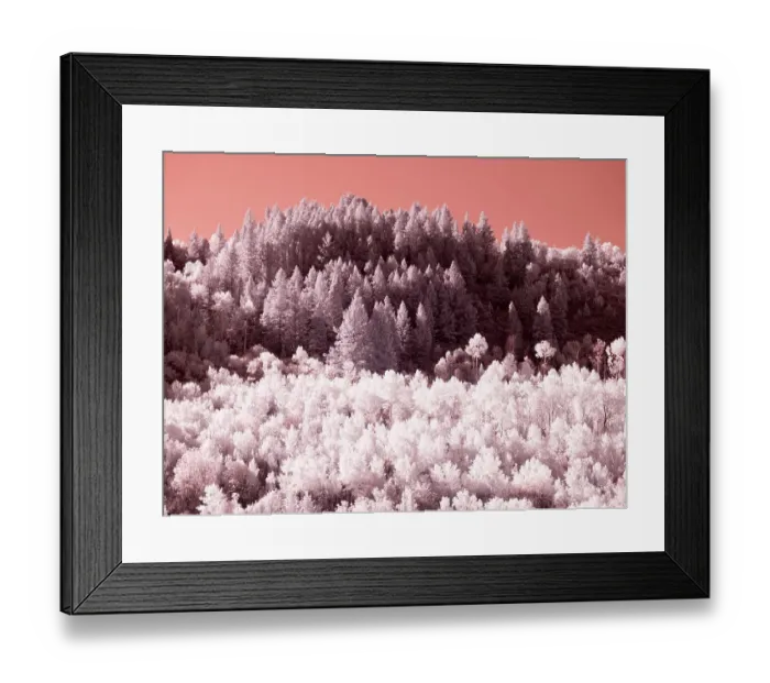 Framed Print : USA, Utah. Aspen grove in infrared of the Logan Pass area Framed Print : USA, Utah. Aspen grove in infrared of the Logan Pass area