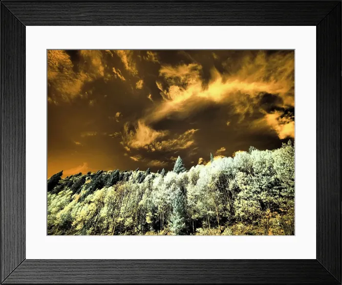 Framed Print : USA, Utah. Aspen grove in infrared of the Logan Pass area Framed Print : USA, Utah. Aspen grove in infrared of the Logan Pass area
