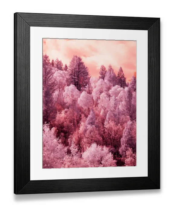 Framed Print : USA, Utah. Aspen grove in infrared of the Logan Pass area