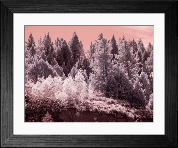 Framed Print : USA, Utah. Aspen grove in infrared of the Logan Pass area Framed Print : USA, Utah. Aspen grove in infrared of the Logan Pass area