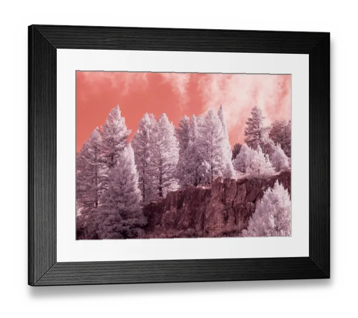 Framed Print : USA, Utah, Logan Pass. Autumn in infrared of fir trees and heavy backlighting Framed Print : USA, Utah, Logan Pass. Autumn in infrared of fir trees and heavy backlighting
