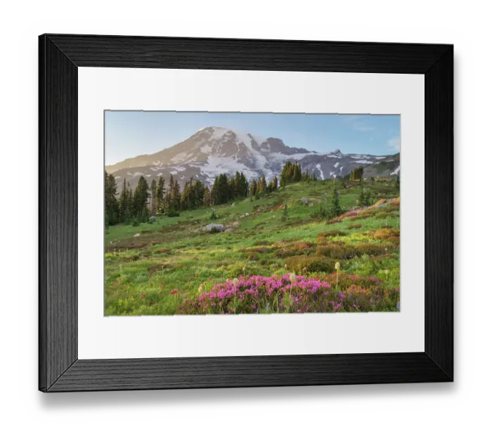 Framed Print : Paradise, wildflower meadow. Pink Mountain Heather is in the foreground. Mount Rainier National Park, Washington State Framed Print : Paradise, wildflower meadow. Pink Mountain Heather is in the foreground. Mount Rainier National Park, Washington State