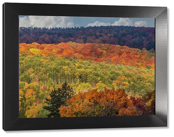 USA, Vermont, Peacham. Autumn forest landscape