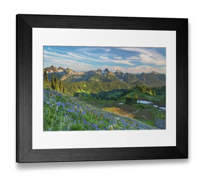 Framed Print : Tatoosh Range with a mixture of Broadleaf Lupines and Western Anemones in the foreground. Mount Rainier National Park, Washington State