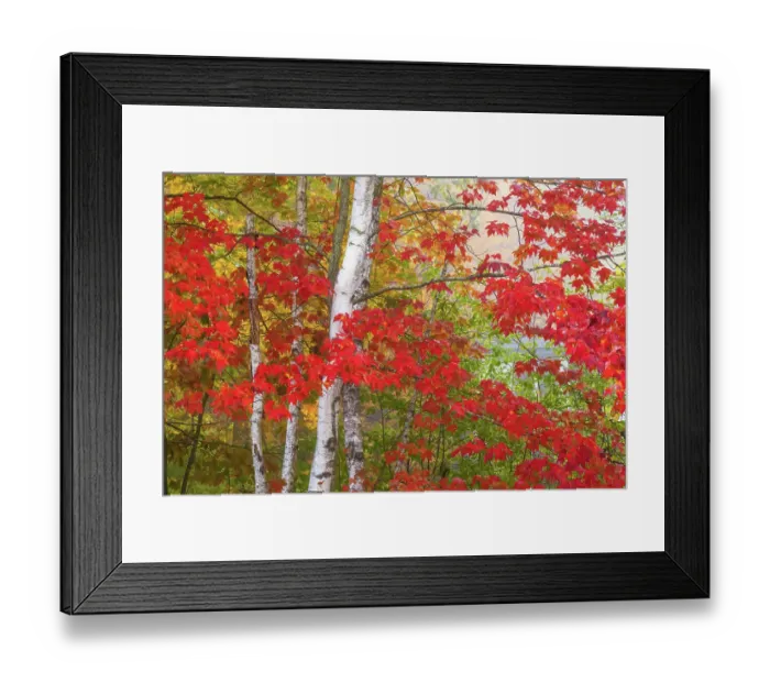 Framed Print : USA, Vermont. Birch and maple trees in autumn color Framed Print : USA, Vermont. Birch and maple trees in autumn color