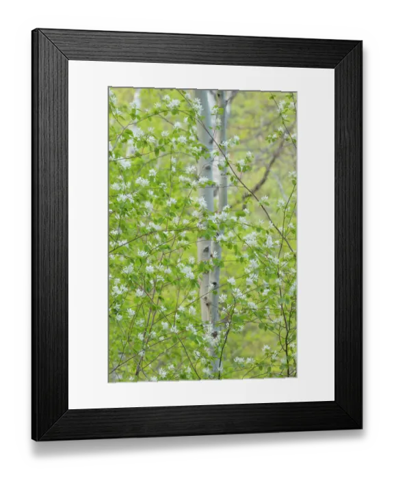 Framed Print : Serviceberry flowers and Aspens, Okanogan National Forest, North Cascades, Washington State Framed Print : Serviceberry flowers and Aspens, Okanogan National Forest, North Cascades, Washington State