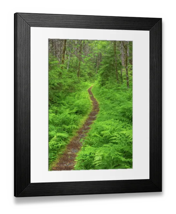 Framed Print : Nooksack Cirque Trail amidst lush foliage of ferns and alder trees. Mount Baker Wilderness, North Cascades, Washington State Framed Print : Nooksack Cirque Trail amidst lush foliage of ferns and alder trees. Mount Baker Wilderness, North Cascades, Washington State