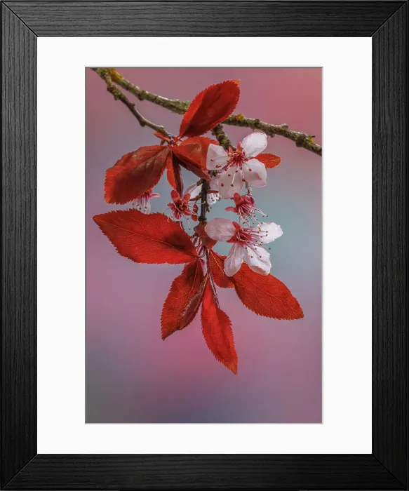 Framed Print : USA, Washington State, Seabeck. Flowering plum tree in spring