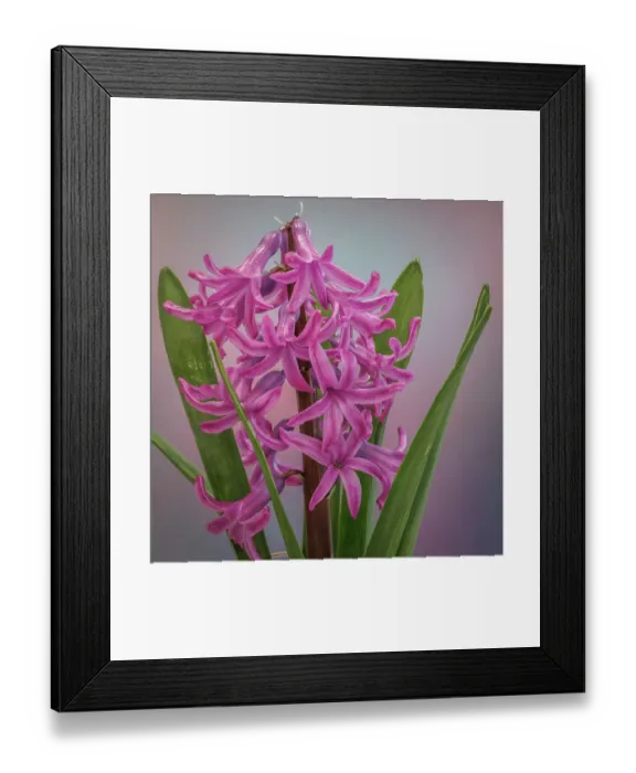 Framed Print : USA, Washington State, Seabeck. Pink hyacinth flowers