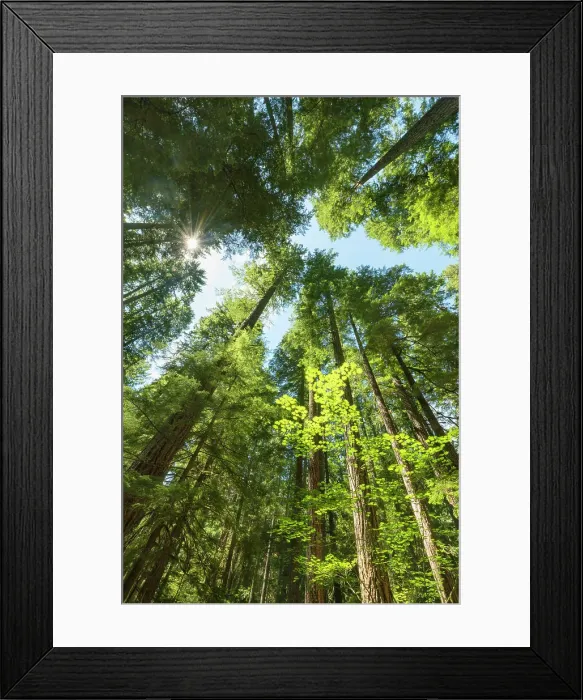 Framed Print : Ohanapecosh, old-growth forest, Mount Rainier National Park