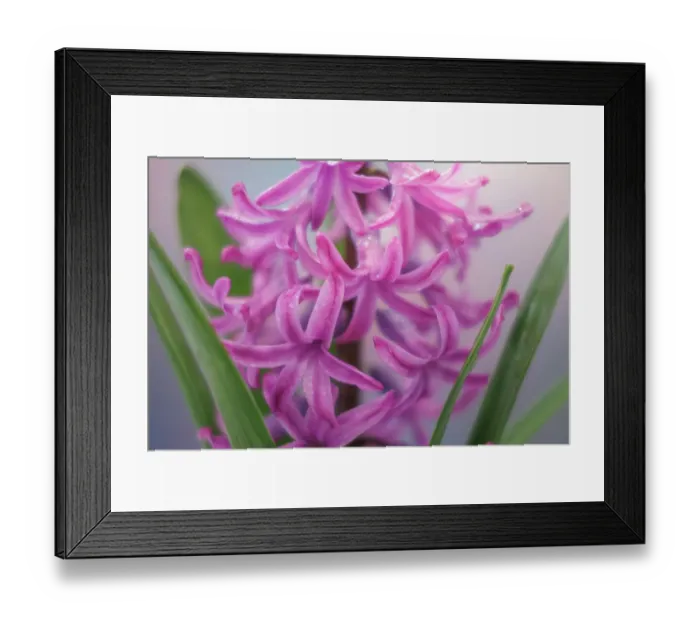 Framed Print : USA, Washington State, Seabeck. Pink hyacinth flowers Framed Print : USA, Washington State, Seabeck. Pink hyacinth flowers