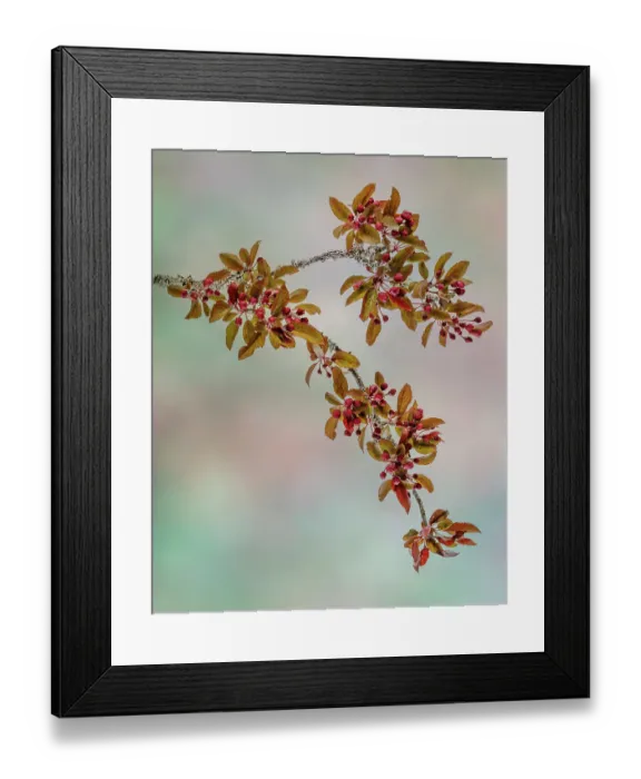 Framed Print : USA, Washington State, Seabeck. Crabapple branches in spring Framed Print : USA, Washington State, Seabeck. Crabapple branches in spring