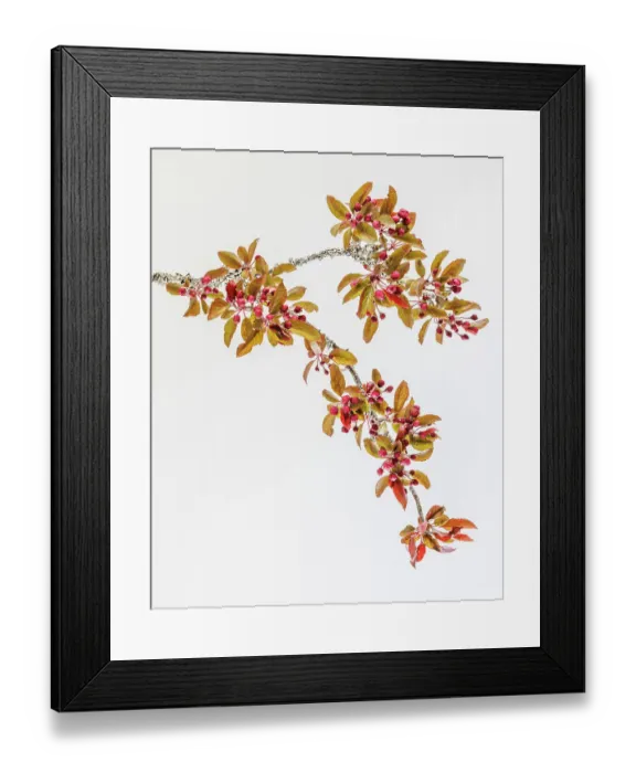 Framed Print : USA, Washington State, Seabeck. Crabapple branches in spring Framed Print : USA, Washington State, Seabeck. Crabapple branches in spring