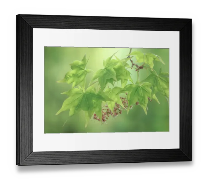 Framed Print : USA, Washington State, Seabeck. Japanese maple foliage in spring Framed Print : USA, Washington State, Seabeck. Japanese maple foliage in spring