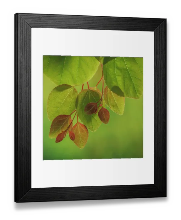 Framed Print : USA, Washington State, Seabeck. Close-up of katsura tree leaves in spring Framed Print : USA, Washington State, Seabeck. Close-up of katsura tree leaves in spring