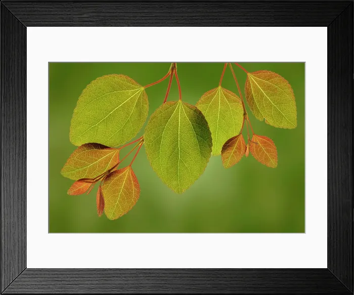 Framed Print : USA, Washington State, Seabeck. Close-up of katsura tree leaves in spring Framed Print : USA, Washington State, Seabeck. Close-up of katsura tree leaves in spring