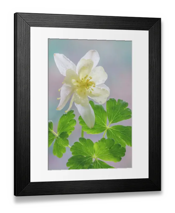Framed Print : USA, Washington State, Seabeck. Yellow columbine blossom and leaves Framed Print : USA, Washington State, Seabeck. Yellow columbine blossom and leaves