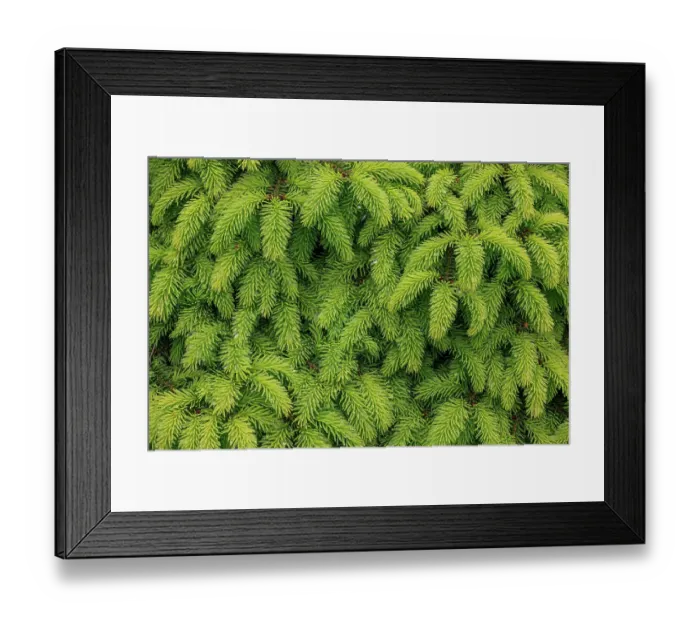 Framed Print : USA, Washington State, Seabeck. Close-up of spruce tree leaves Framed Print : USA, Washington State, Seabeck. Close-up of spruce tree leaves