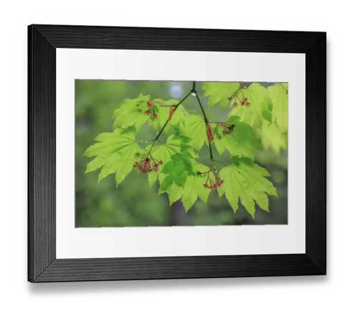 Framed Print : USA, Washington State, Seabeck. Vine maple branch and foliage in rain