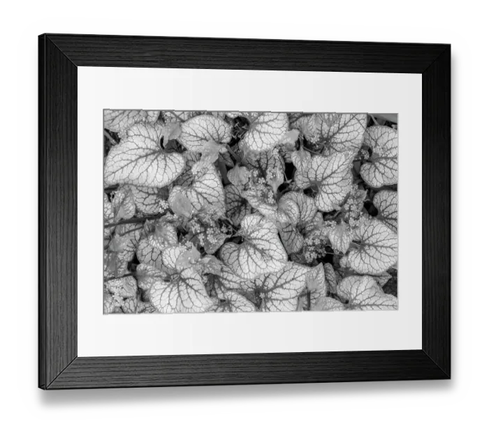 Framed Print : USA, Washington State, Seabeck. Close-up of Siberian bugloss leaves and flowers Framed Print : USA, Washington State, Seabeck. Close-up of Siberian bugloss leaves and flowers