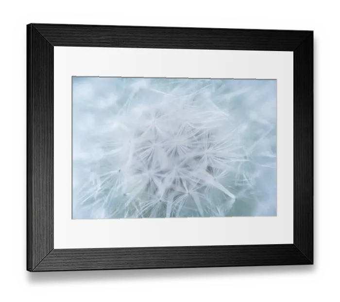 Framed Print : USA, Washington State, Seabeck. Dandelion seedhead close-up Framed Print : USA, Washington State, Seabeck. Dandelion seedhead close-up