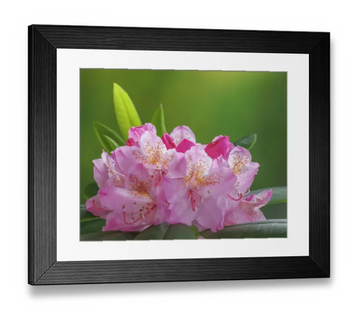 Framed Print : USA, Washington State, Seabeck. Pacific Rhododendron flowers close-up Framed Print : USA, Washington State, Seabeck. Pacific Rhododendron flowers close-up