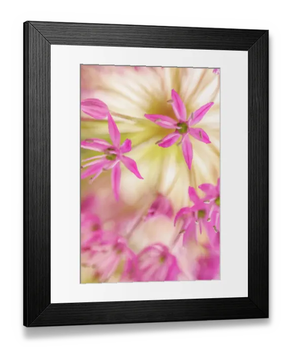 Framed Print : USA, Washington State, Seabeck. Close-up of allium blossoms Framed Print : USA, Washington State, Seabeck. Close-up of allium blossoms