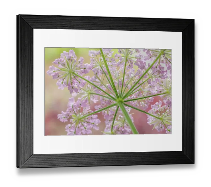 Framed Print : USA, Washington State, Seabeck. Rear view of broadleaf sermountain blossoms Framed Print : USA, Washington State, Seabeck. Rear view of broadleaf sermountain blossoms