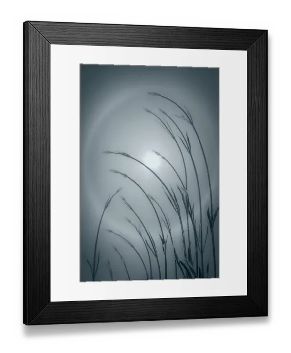 Framed Print : USA, Washington State, Seabeck. Solar halo and lavender plant Framed Print : USA, Washington State, Seabeck. Solar halo and lavender plant