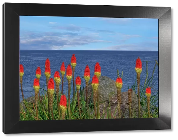 USA, Washington State, Point No Point County Park. Red hot pokers plants and ocean