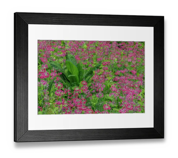 Framed Print : USA, Washington State, Bainbridge Island. Candelabra primrose and skunk cabbage scenic Framed Print : USA, Washington State, Bainbridge Island. Candelabra primrose and skunk cabbage scenic