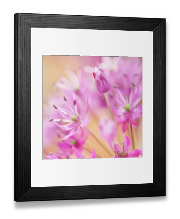 Framed Print : USA, Washington State, Seabeck. Close-up of allium blossoms