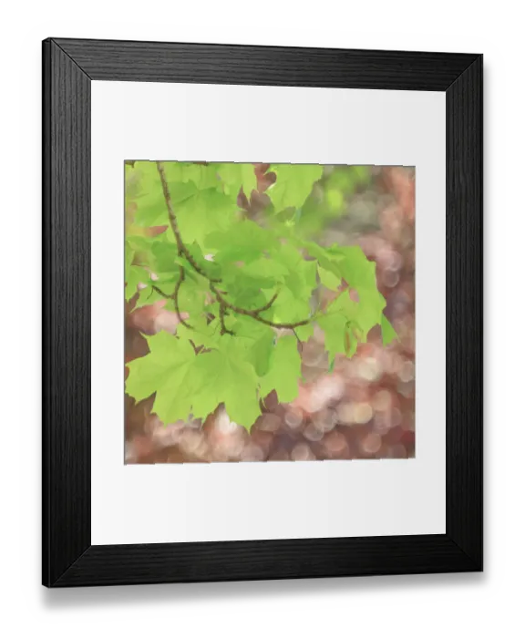 Framed Print : USA, Washington State, Seabeck. Maple branch and spring leaves close-up Framed Print : USA, Washington State, Seabeck. Maple branch and spring leaves close-up